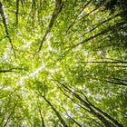 Por que o ESG importa e como ele está transformando as empresas