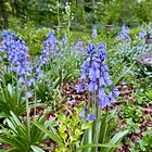Havenwood May Garden Tour