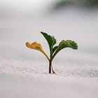 Reflecting on growth mindset