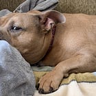 Things We Can Learn from Dogs