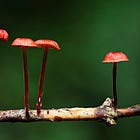 Ruby Bonnets: A Glowing Discovery in Peel Forest