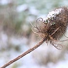 Dipsacus fullonum | Teasel