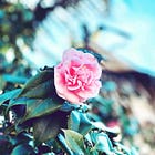 Rituals and Small Acts of Presence