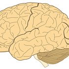 Does The Brain Think?