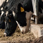 Weekend Round-Up: Bird Flu and Raw Milk