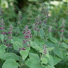 Stachys sylvatica | hedge woundwort