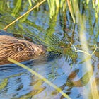 The Magic of Beavers