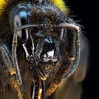 Les abeilles sous IA