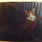 Making amends to a ginger cat