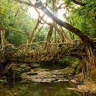 How Living Fig Tree Bridges Provide Lifelines In Extreme Weather