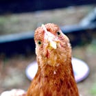 What a Flock-Up! Trump Idiots 'Accidentally' Fired Bird Flu Experts, Oops!