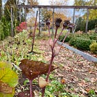 Whys and Hows of Fall Planting