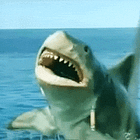 Jaws: The Revenge (92 minutes)