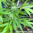 Sen. Risch on marijuana: "We’re just not into that sort of thing” in Idaho 