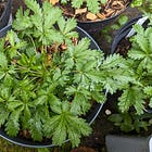 Alpine Cinquefoil