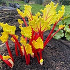 How to divide, force and grow rhubarb
