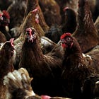 How to Prevent a Bird Flu Pandemic 