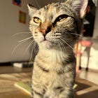 Humane Society sets record for pet adoptions