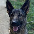 'Rosie' Animal Abuse Case Scheduled For July 2025 Jury Trial