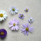 13 Asters for naturalistic gardens
