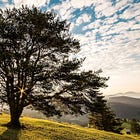 Virginia Department of Forestry 'Throwing Shade'
