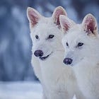 The Myth of the 'De-Extinction' of the Dire Wolf