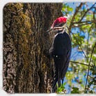 Green Wednesday: Tackling Invasives & Woodpecker Wonders