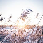 A Bruised Reed