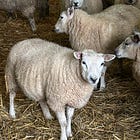 How I got into sheep! I sold a dining table!