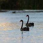 Two Black Swans that Should Not Be Overlooked