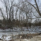 On a few hundred ducks & week 38 of 52