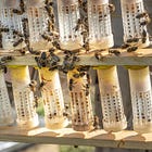 Les grands principes de la sélection en apiculture