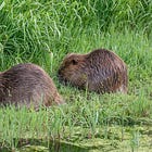 Green Wednesday: Beavers' Comeback and Citrus Gardening Tips