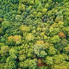 Déforestation et pollinisateurs
