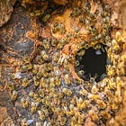Apis mellifera sauvage