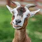 Gotham is the GOAT 🐐