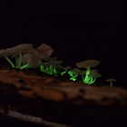 Bioluminescence in the Bush: Glow in the Dark Mushrooms in Stewart Island