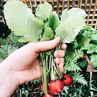How to grow | radishes