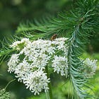 Heracleum sphondylium | hogweed