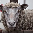 Does Google Dream Of Electric Sheep?