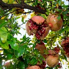 The Pomegranate Tree