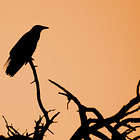 How do the birds reveal a brutal war for the soul in the Parable of the Sower?