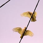 The joy of counting birds