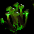 Glowing Discoveries: One Photographer's Journey into the World of Bioluminescent Mushrooms