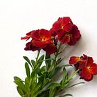 Wallflower surprise