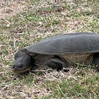 Turtle tracking and breakthrough moments