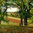 Camille Pissarro Finds His Voice