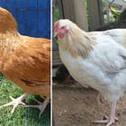 Sex-linked breeding in poultry - Part 2