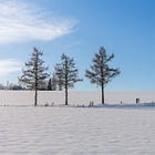 Hokkaido Travel Diaries: Day 2 — The Day of the Ghost Trees