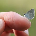 Small, blue and mighty 